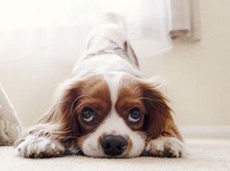 cavalier king charles